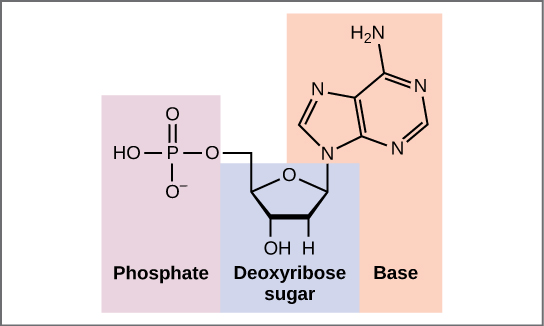 Figure 9.1.2 description below