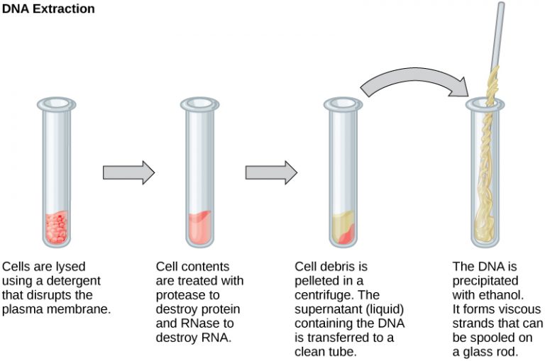 steps in dna extraction. see image description