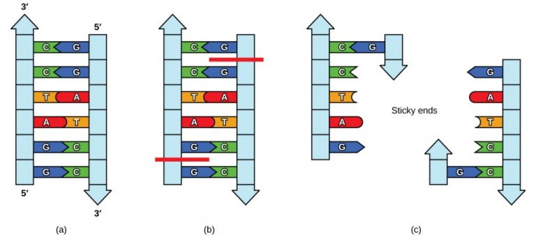 steps in a 6 nucleotide restriction enzyme recognition site