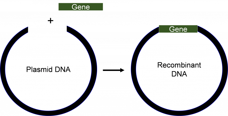 process of making recombinant dna from plasmid dna and a gene