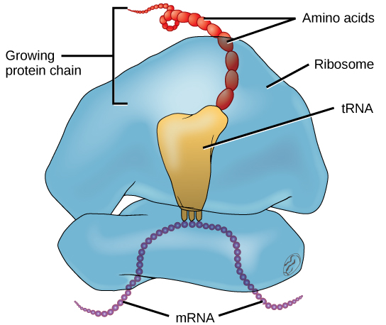 Figure 9.3.2 description below