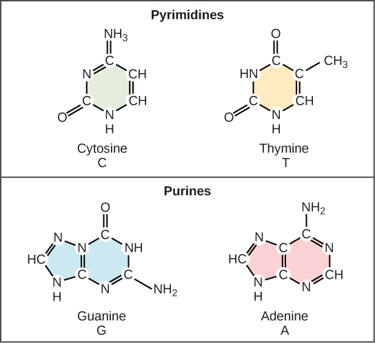 Figure 9.1.3 description below