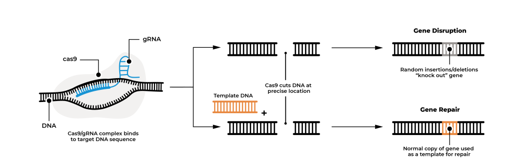 the CRISPR unzipping process