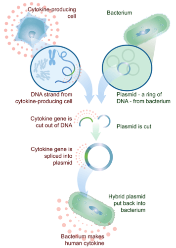 how to make a human cytokine. see image description