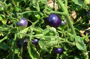 a purple tomato on the vine