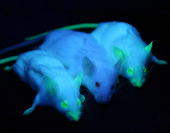 2 mice glowing at the ears, eyes, and nose. 1 normal mouse