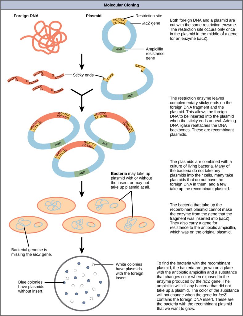 how molecular cloning works. see image description