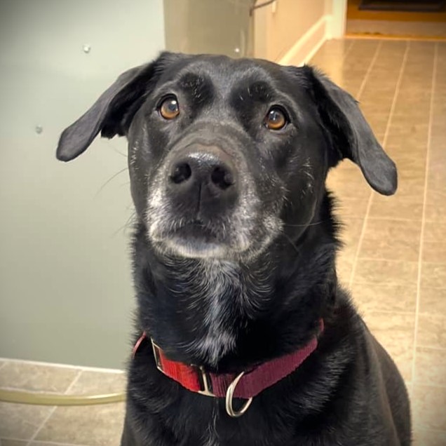 Black lab mix, cutest puppy on earth