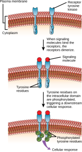 This illustration shows two receptor tyrosine kinase monomers embedded in the plasma membrane. Upon binding of a signaling molecule to the extracellular domain, the receptors dimerize. Tyrosine residues on the intracellular surface are then phosphorylated, triggering a cellular response.