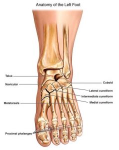 Anatomy and Physiology of the Foot and Nail – Basic Foot Care for RNs ...