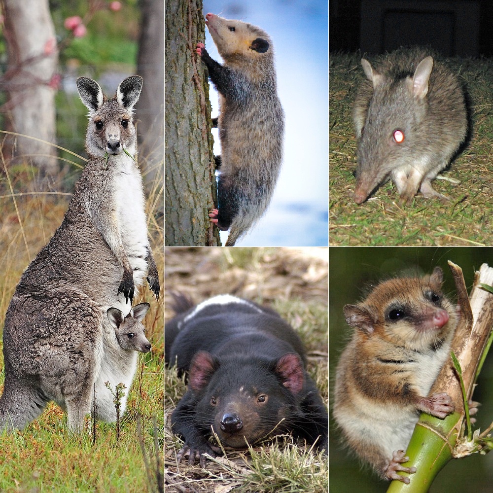 Kangaroo, opossum,