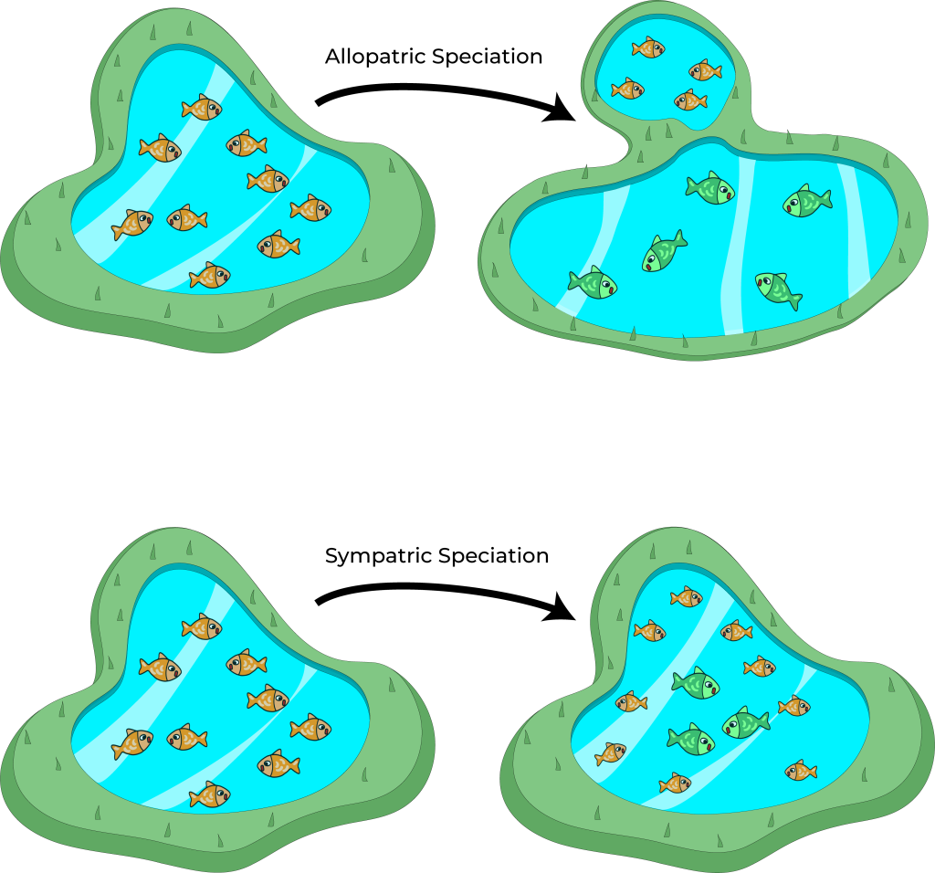 Allopatric speciation - different fish species are separated by a physical barrier.