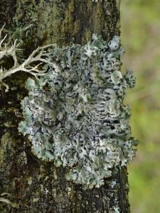 Powder-headed Tube LIchen on a tree trunk
