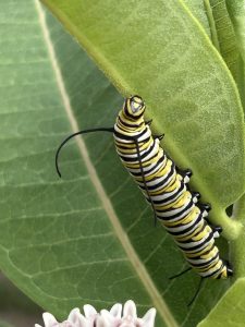 Monarch