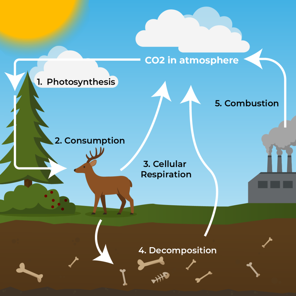 the carbon cycle