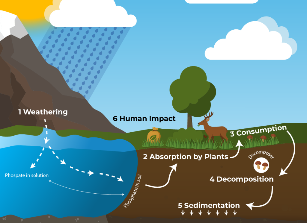 the phosphorous cycle