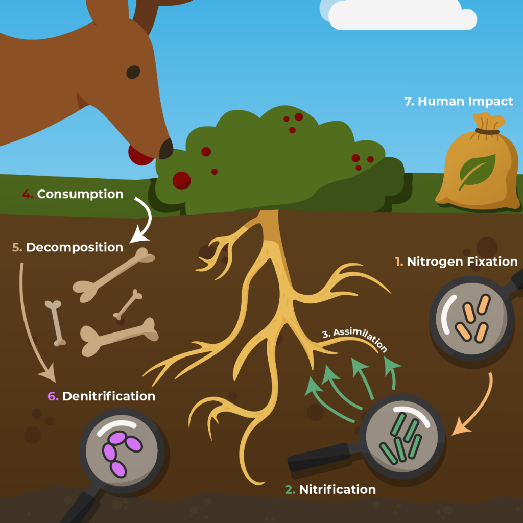 the nitrogen cycle