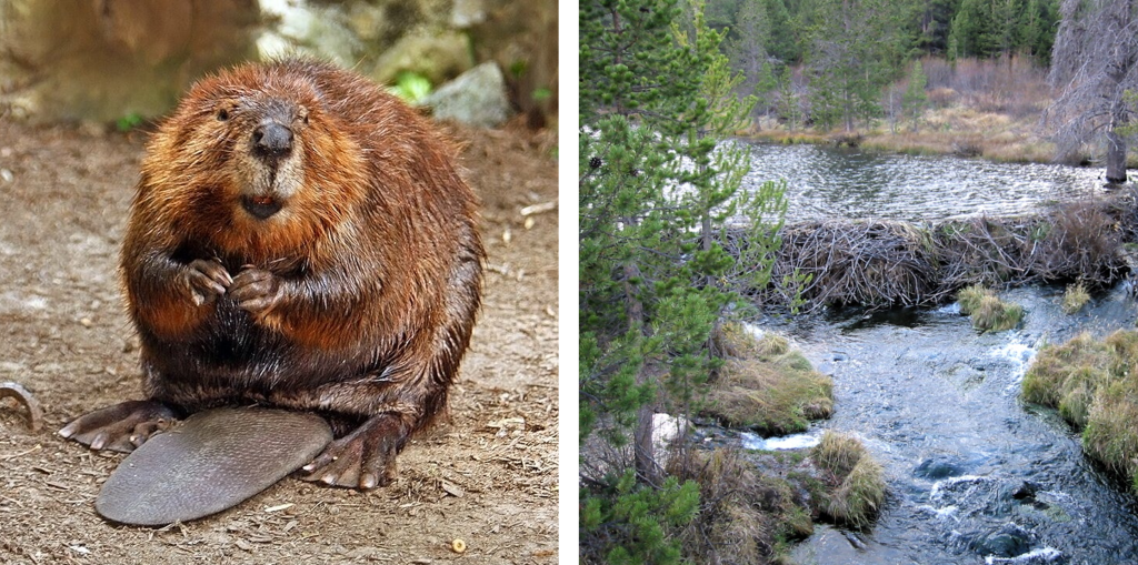 North American beaver and a beaver dam.