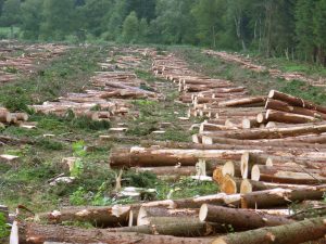 A field of trees that have been cut down for logging purposes.