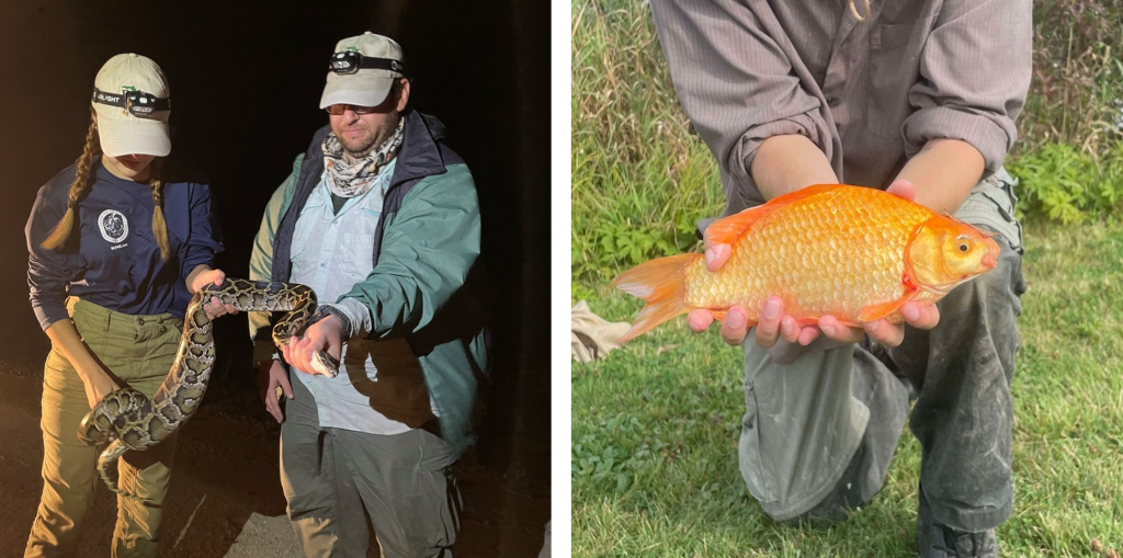 People holding a burmese python and a goldfish. Both invasive species.