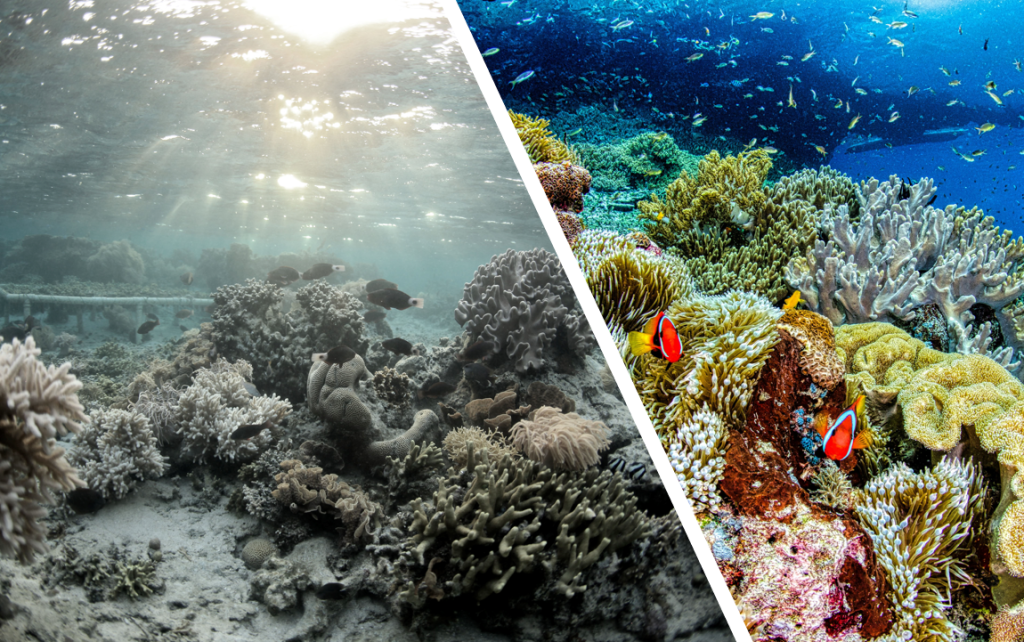 Photo comparison of a coral reef that is dying and to one that is thriving.
