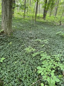 Periwinkle, an invasive species is covering the forest floow.