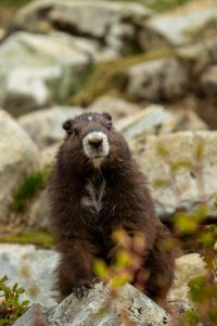 Marmot