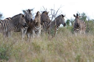 Herd of zebras of different sizes, colours and stripe patterns.