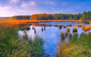 A lake, wetland and forest existing together in nature.