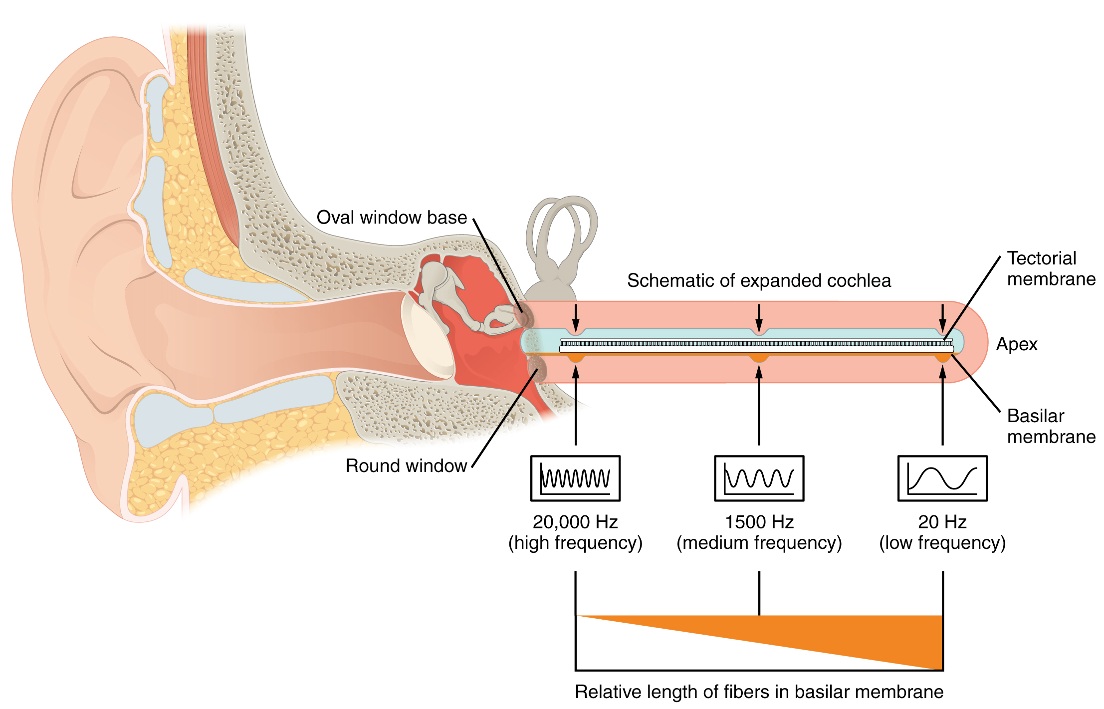 This diagram shows how different sound frequencies are coded in the cochlea.