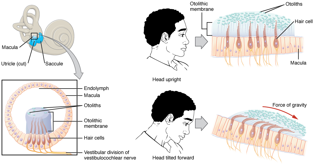 This diagram shows how the macula orients itself to allow for equilibrium. The top left panel shows the inner ear. The bottom left panel shows the cellular structure of the macula. In the top right panel, a person’s head is shown in the side view along with the orientation of the macula. In the bottom right panel, a person’s head is shown with the head tilted forward and depicts the orientation of the macula to account for the tilt.