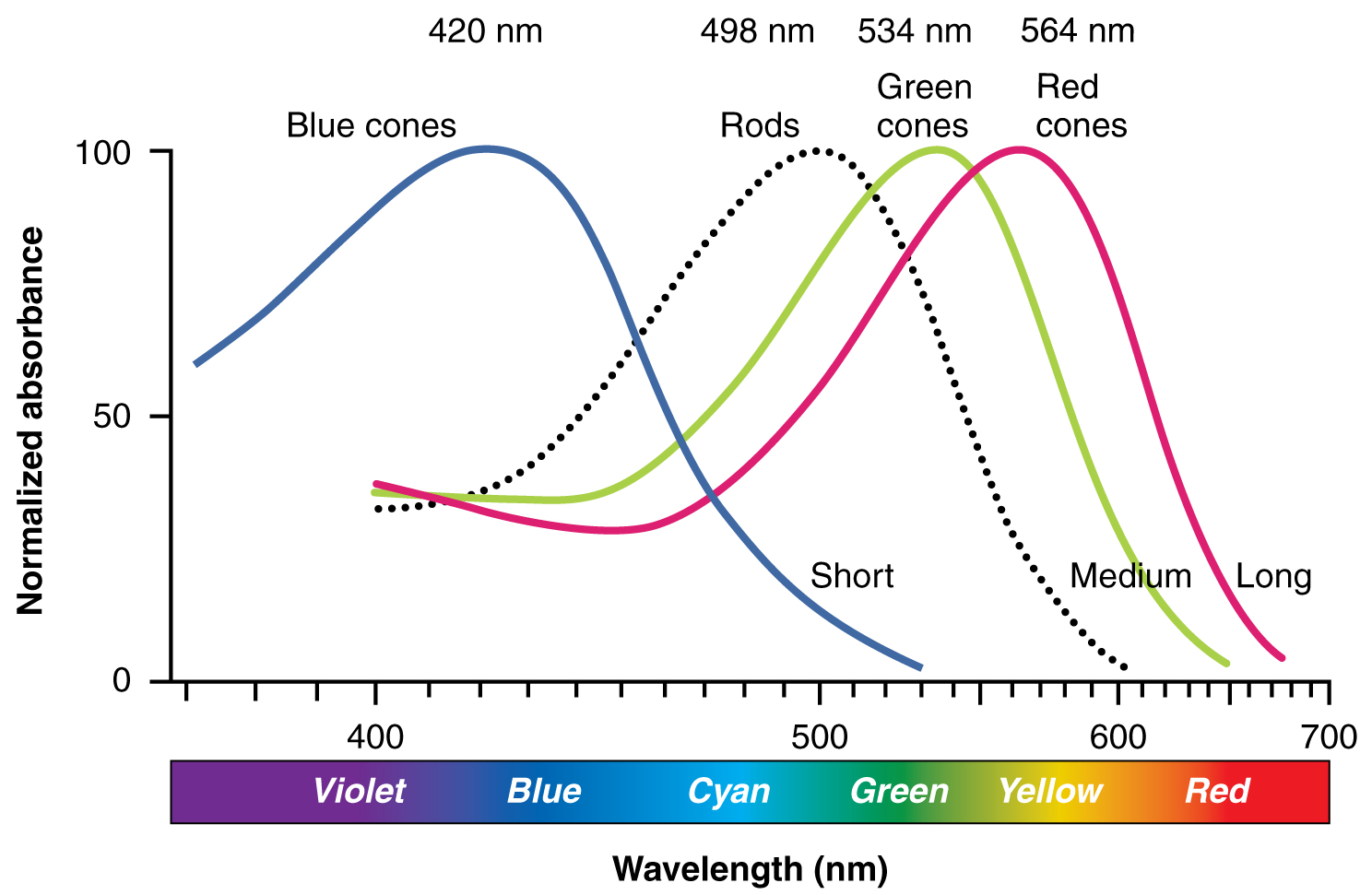 This graph shows the normalized absorbance versus wavelength for different cell types in the eye.