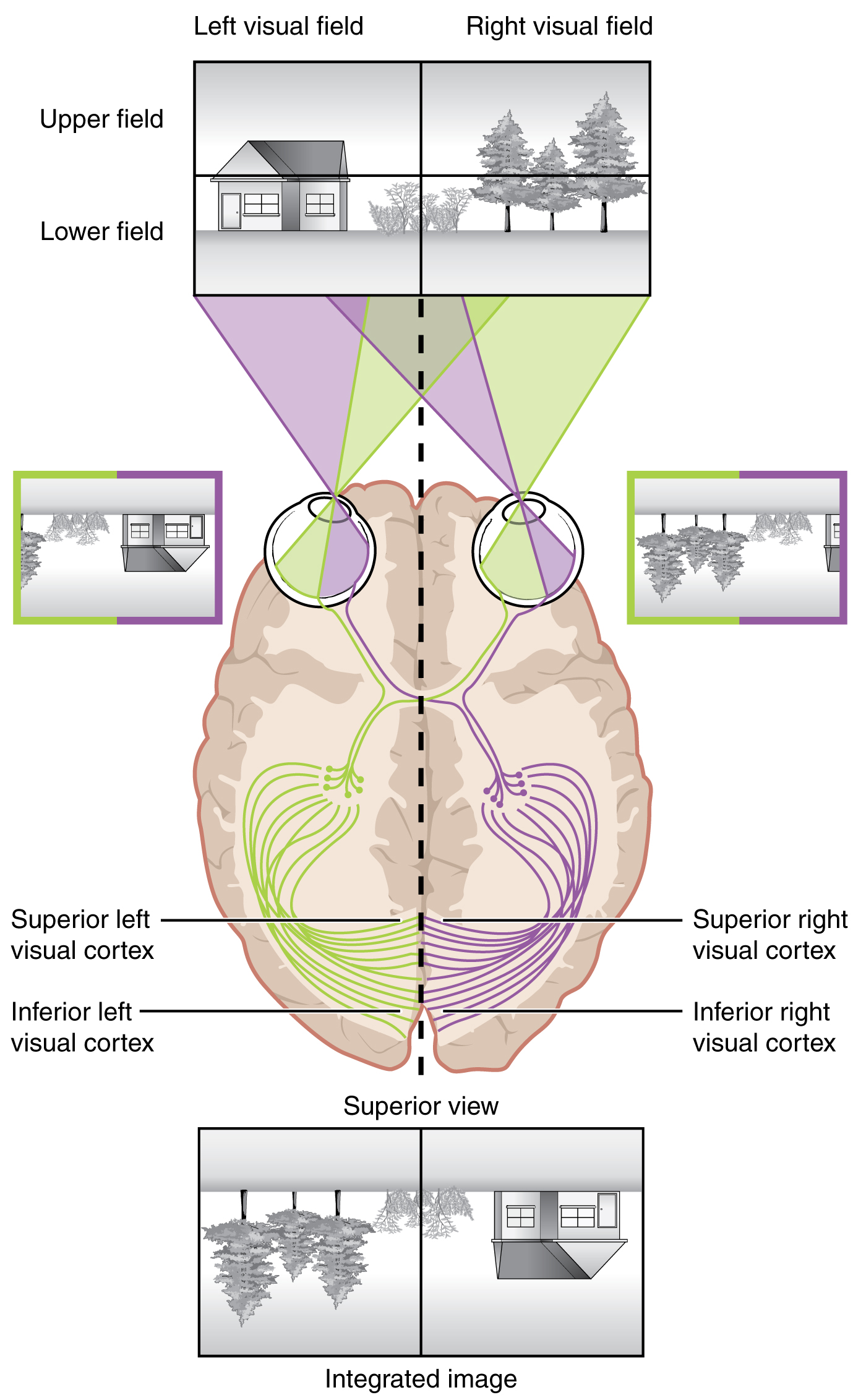 14-2-central-processing-anatomy-and-physiology