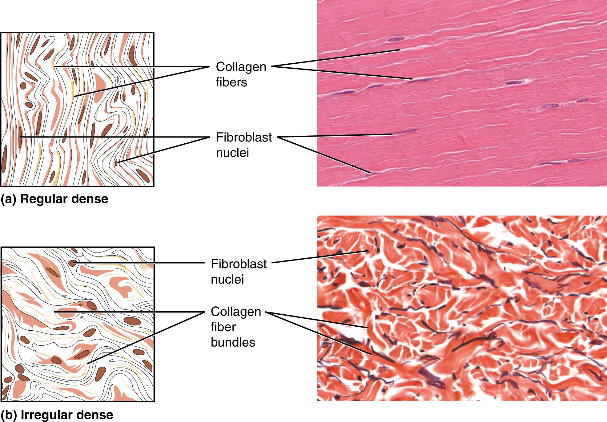 reticular fibers labeled