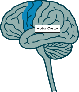 Diagram of the brain highlighting the motor cortex in the frontal lobe.