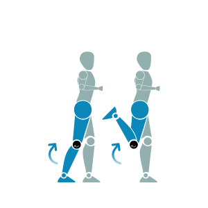 Illustration of a hamstring curl