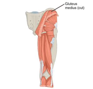 Location of Gluteus Medius