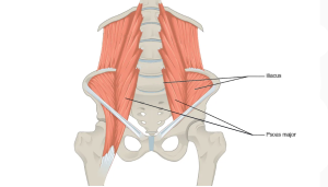 Location of the iliacus and psoas major
