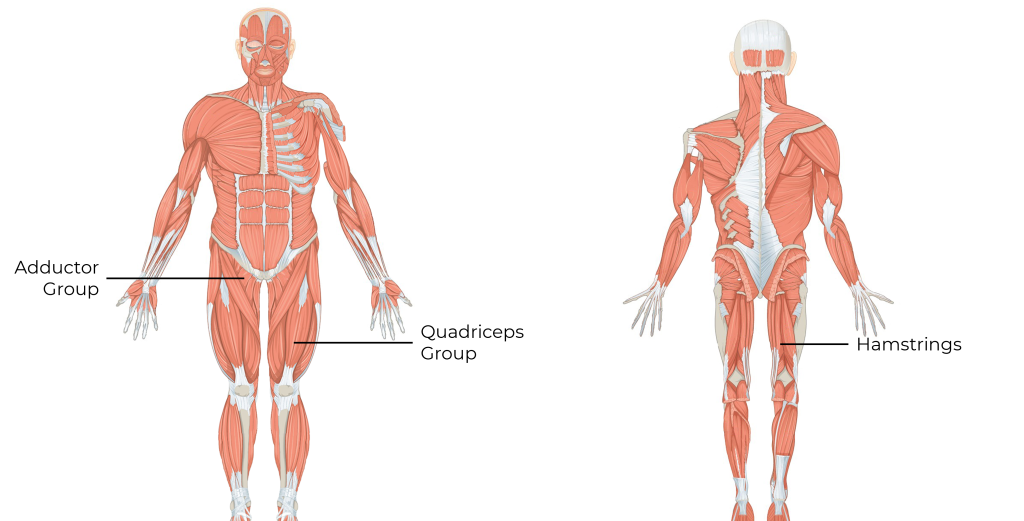 Anterior and Posterior view of the Adductor Group, Quadriceps Group and Hamstrings.