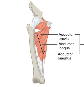 Location of the adductor brevis, Adductor longus and Adductor magnus