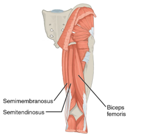 Location of the Semimembranosus, Semitendinosus and Biceps femoris