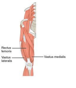 Location of the Rectus femoris, Vastus lateralis and Vastus medialis