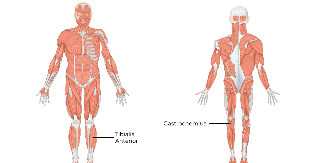 Anterior and Posterior view of the Tibialis Anterior and the Gastrocnemius