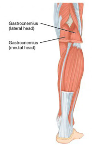 Location of the Gastrocnemius (lateral head) and Gastrocnecmius (medial head)
