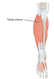 Location of the Tibialis anterior