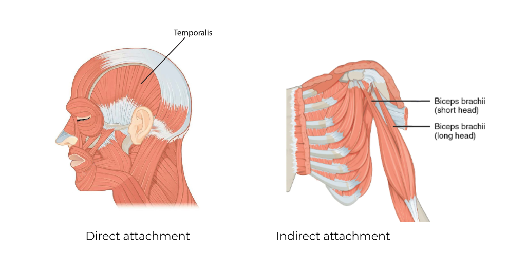 The Temporalis muscle demonstrates direct attachment to skull and the Biceps brachii demonstrates indirect attachment to the scapula.