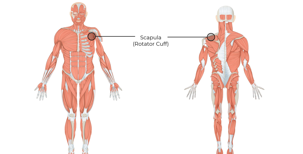 Posterior and anterior position of the scapula or rotator cuff.