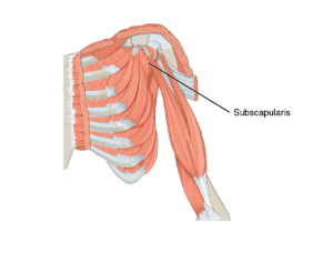 Location of the Subscapularis