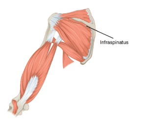 Location of the infraspinatus