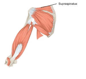 Location of the supraspinatus